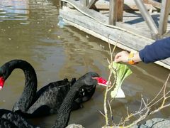 -新疆天山野生动物园