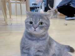 -猫咪派对(江南西店)
