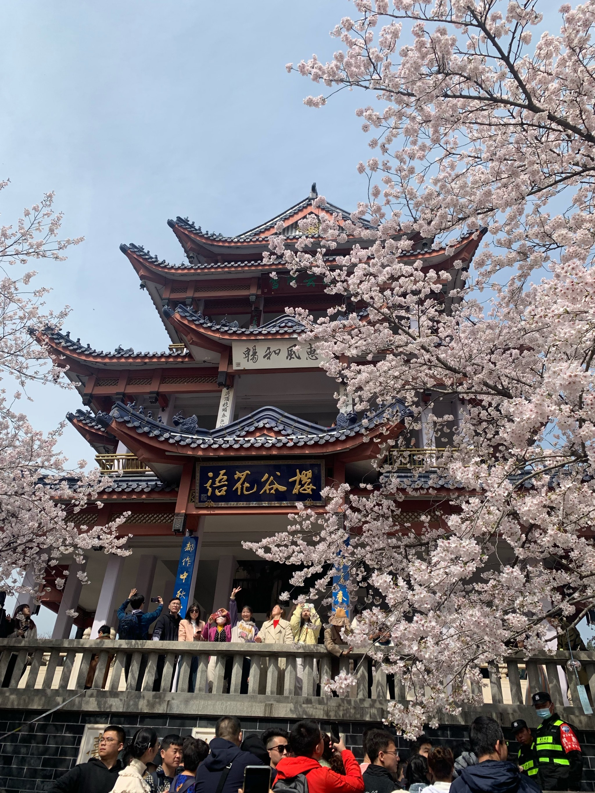 绵阳樱花谷风景区图片