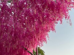 -苏州太湖西山岛开心农场