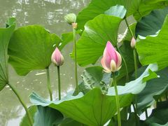 -北京动物园-畅观楼