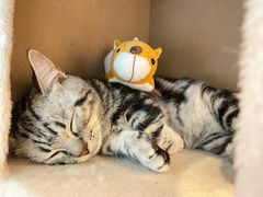 -猫咪派对(江南西店)