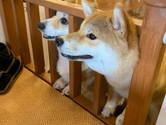 -豆柴町-柴犬主题狗咖(红鼎国际C座店)
