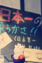 花乃杜日式美睫社. 日本松風マツカゼ抗菌睫毛-花乃杜日式美睫社【松风マツカゼ】