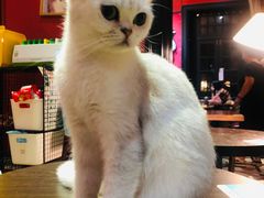 -猫色咖啡·猫咖