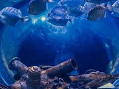 -成都浩海立方海洋公园