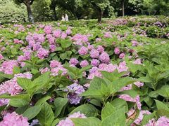 -上海共青森林公园