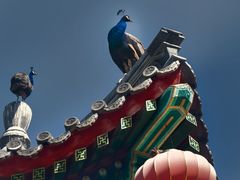 -北京麋鹿生态实验中心