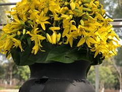 -上海鲜花港