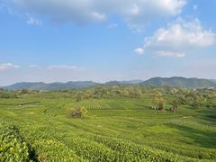 -龙坞茶村