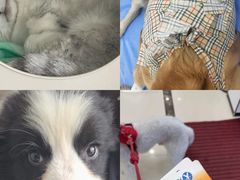 -派美特宠物医院·核磁CT·骨科肿瘤·疑难转诊(沈农禾丰店)