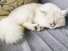 -吉丁鸟咖·异宠·寄养
