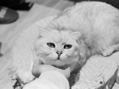 -啵啵喵·猫咖(攀华国际店)