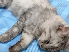 -达爱动物医院·犬猫分区·CT·复杂眼科(远洋山水分院)