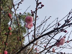 -南山植物园