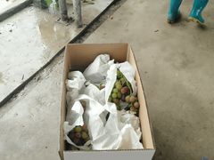 -马陆小张葡萄园农家乐