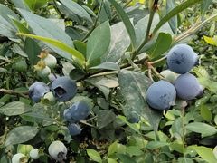 -金谷域澳洲庄园