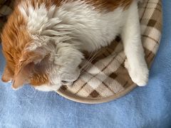 -北京赛佳动物医院