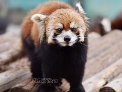 -泉州海丝野生动物世界