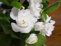 -三圣花乡旅游区