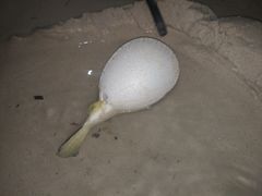 -白沙滩