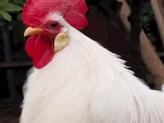 -呀路古热带植物园