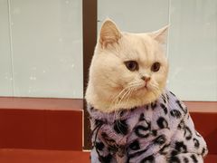 -和它·交个朋友·狗咖猫咖(爱琴海店)