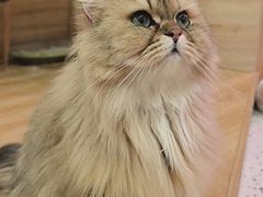 -滚猫咖啡·猫咖·猫友好撸猫(未来城店)