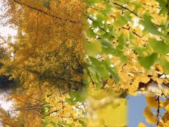 -徐家汇源景区-衡山公园