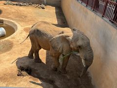 -西霞口神雕山野生动物世界