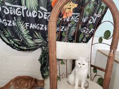 -平行世界·猫咖(首经贸店)