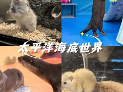 -太平洋海底世界