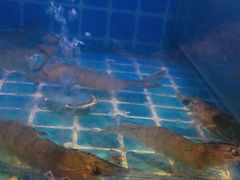 -透明思烤·自助烤肉海鲜火锅(东部星悦天地店)