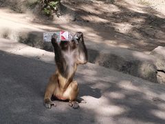 -黔灵山公园