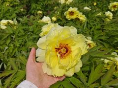 -洛阳郁金香牡丹园