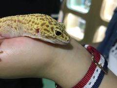 -藦茜花园宠物主题亲子互动体验馆(国顺东路店)