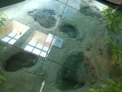 恐龙脚印-延庆地质公园博物馆