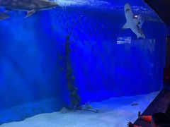 -太平洋海底世界