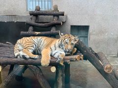 -西安秦岭野生动物园