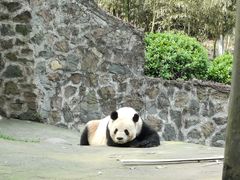 -都江堰中华大熊猫苑
