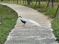 -福建鲤鱼洲酒店