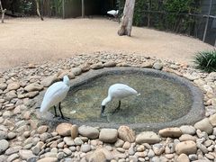 -费瑟代尔野生动物园