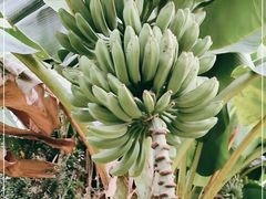 -云溪植物园
