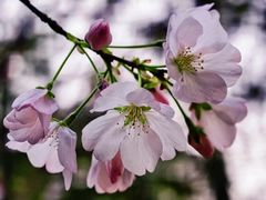 -杭州雅谷泉山庄酒店-餐厅