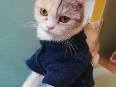 -Bastet sally猫舍购宠(静安店)