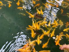 -南宫五洲植物乐园