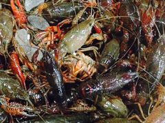 -济南海鲜大市场