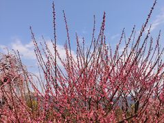 -炎帝陵景区