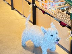 -百好乐宠物友好餐厅(朝外大街店)