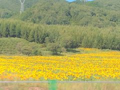 -御道口草原森林风景区